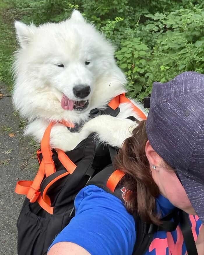 White fluffy dog in a backpack with orange straps enjoying outdoor city adventures with its owner on a walking path.