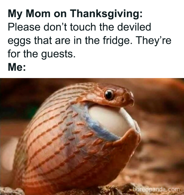 Cute and sweet animal meme showing a snake holding an egg humorously depicting a Thanksgiving scenario.