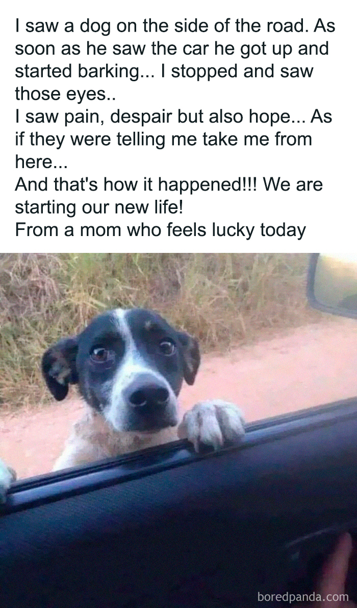 A cute dog looking hopeful outside a car window, capturing a heartfelt moment from cute dogs posts.