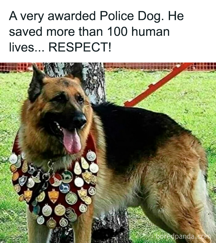 German Shepherd police dog adorned with numerous medals standing outdoors on grass, a notable cute dogs posts image.