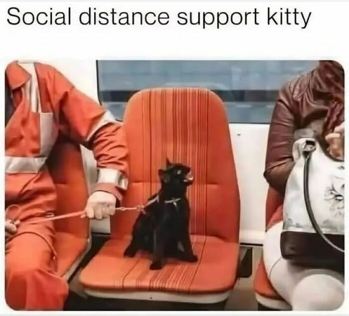 Black cat sitting on a train seat between two passengers, showing typical behavior cat owners caught their adorable pets doing.