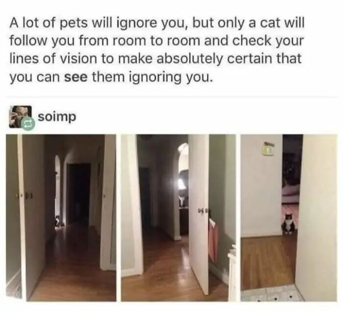Cat owners caught their adorable pets behaving like jerks as cats follow and ignore you from room to room.