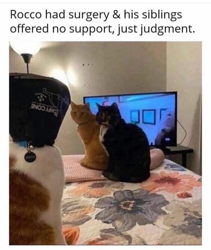 Three cats indoors, one wearing a cone after surgery, siblings nearby showing judgment, illustrating cats behaving like jerks.