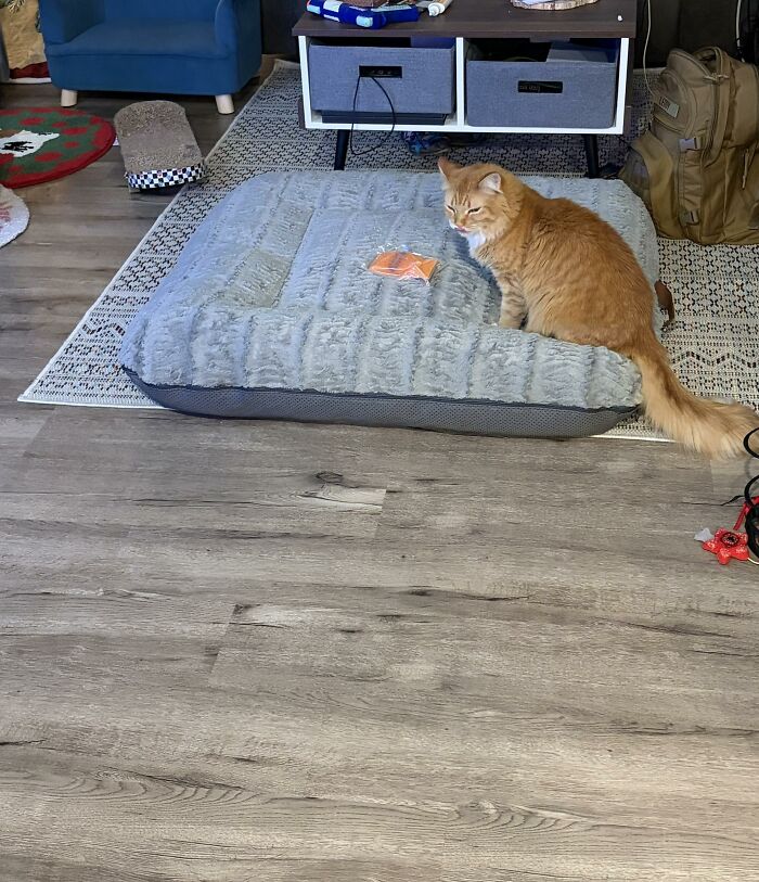 Orange cat sitting on a large gray pet bed in a living room, showcasing typical cat owners’ adorable pets behaving like jerks.