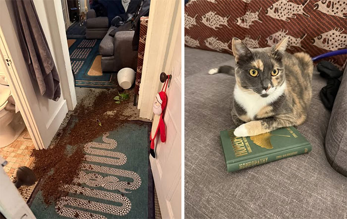 Cat owners caught their adorable pets behaving like jerks, including knocked-over plant mess and a cat lounging on a book.