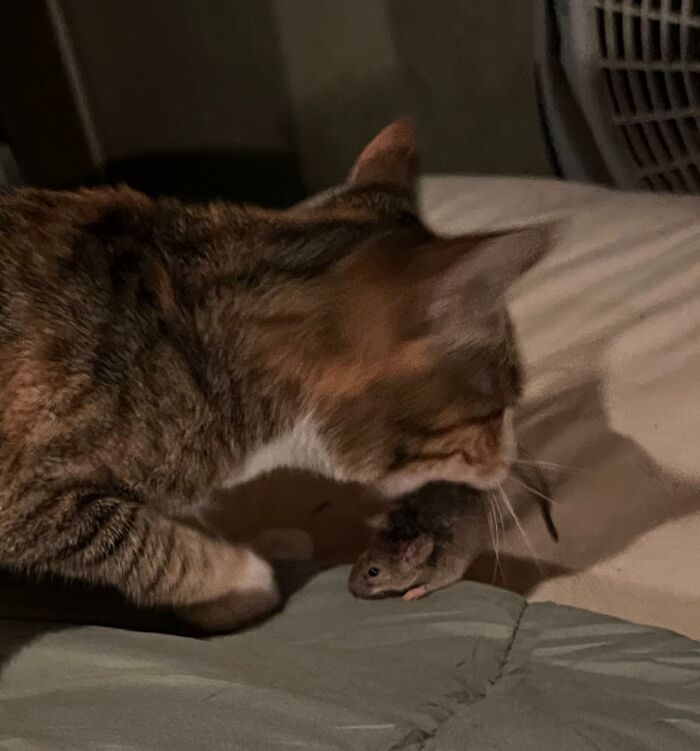 Cat caught behaving like a jerk by holding a small mouse in its mouth indoors on a bed.