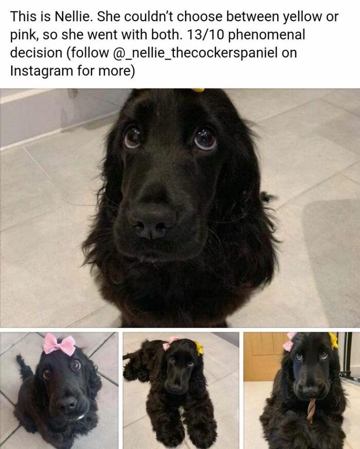 Black cocker spaniel dog wearing pink and yellow bows in cute dogs posts with expressive eyes on tile floor.