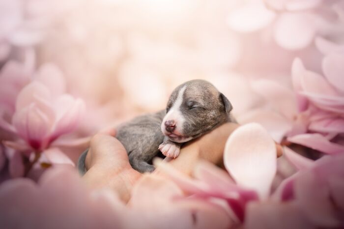 Newborn puppy sleeping peacefully in hands surrounded by soft pink flowers, one of the best dog photos worldwide.