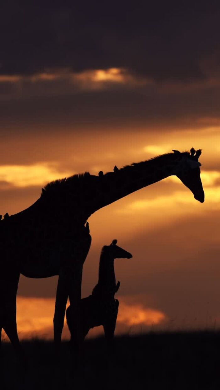 Silhouettes of a giraffe and its calf at sunset showcasing stunning wildlife silhouettes in warm golden light.