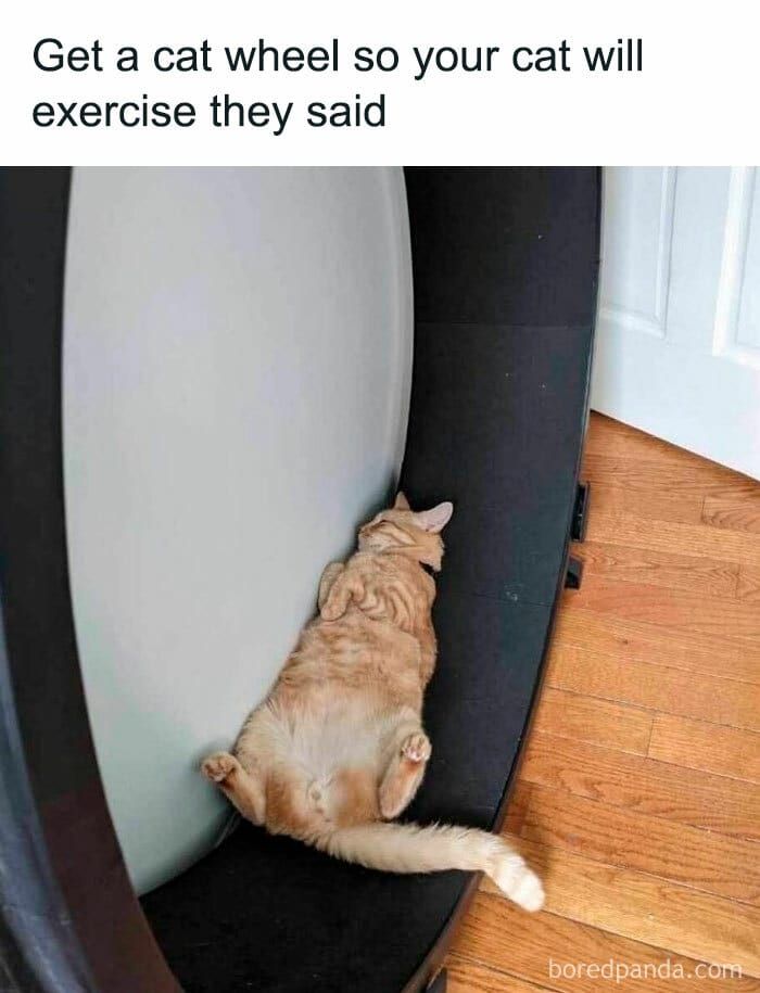 Orange cat lying on its back inside a cat wheel, showing typical behavior cat owners caught their adorable pets doing.