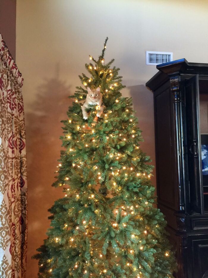 Cat behaving like a jerk caught by owner climbing and hiding in a decorated Christmas tree with lights on in living room.