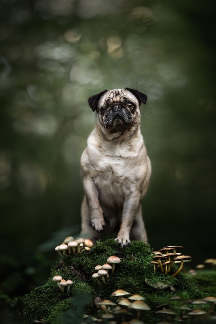 Pug standing on mossy ground surrounded by mushrooms in a forest, best dog photos with natural light and detail.