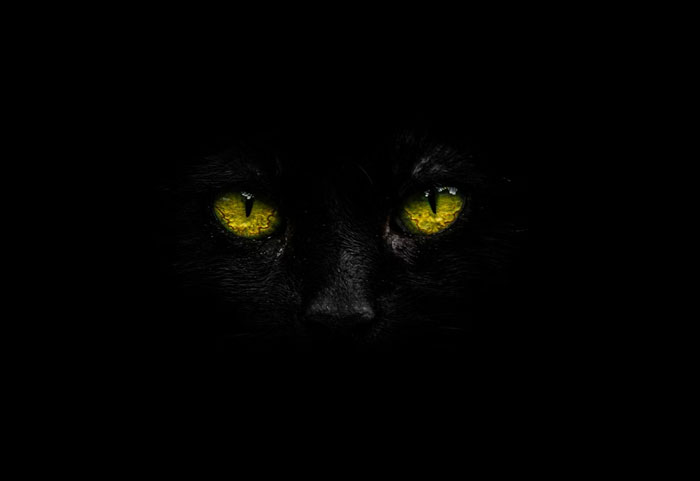 Close-up of a black cat with glowing yellow eyes, capturing mysterious and unbelievable things people start to question.