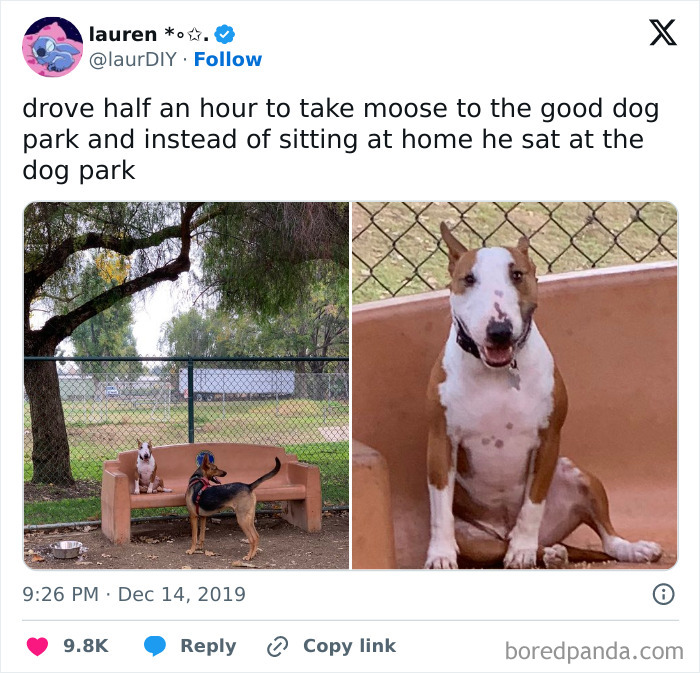 Dog memes featuring a bull terrier sitting alone on a bench at a dog park, showcasing adorable dog humor.