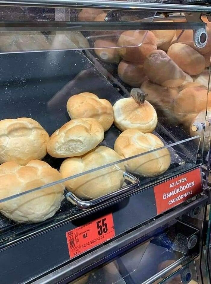 Mouse sitting on bread rolls inside a bakery vending machine, a funny scene relatable to Eastern Europe culture.