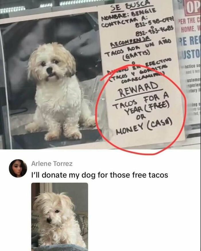 Photo of a lost dog poster offering tacos or cash as a reward, paired with a humorous meme about free tacos.
