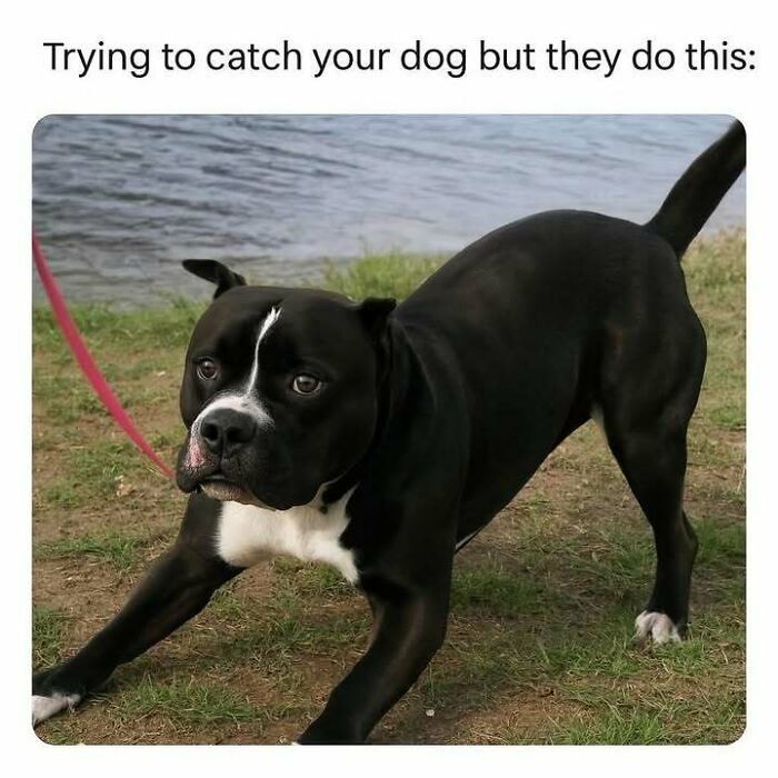 Black and white dog in playful stance by water, illustrating one of the hilarious memes that make you forget stress.