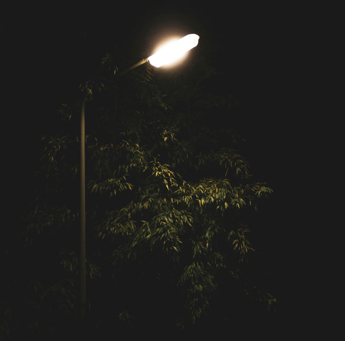 Streetlamp glowing brightly at night beside dark tree branches, creating a mysterious scene people start to question seeing.