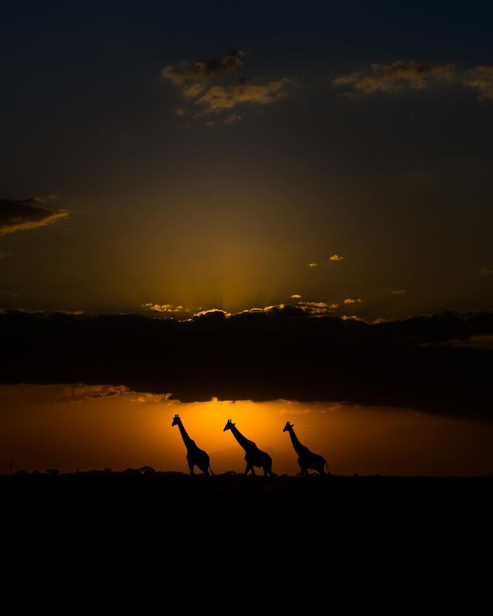 Three giraffe wildlife silhouettes at sunset with an orange and dark blue sky background.