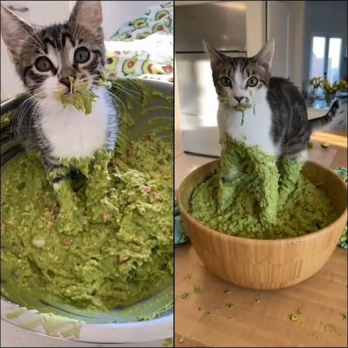 Cat owners caught their adorable pets behaving like jerks as a kitten makes a mess inside a bowl of guacamole.