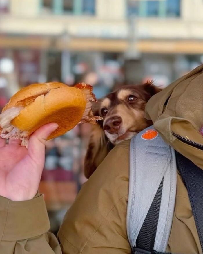 Dog peeking from backpack while looking at a sandwich during a city adventure outdoors.