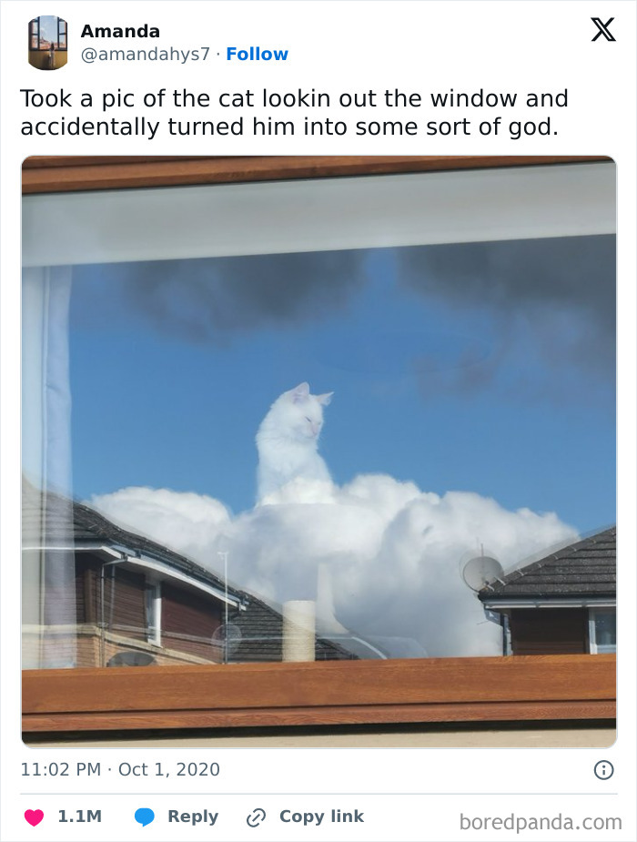 White cat reflected in window appears like a giant unusual figure among clouds, showcasing cats being weird little guys.