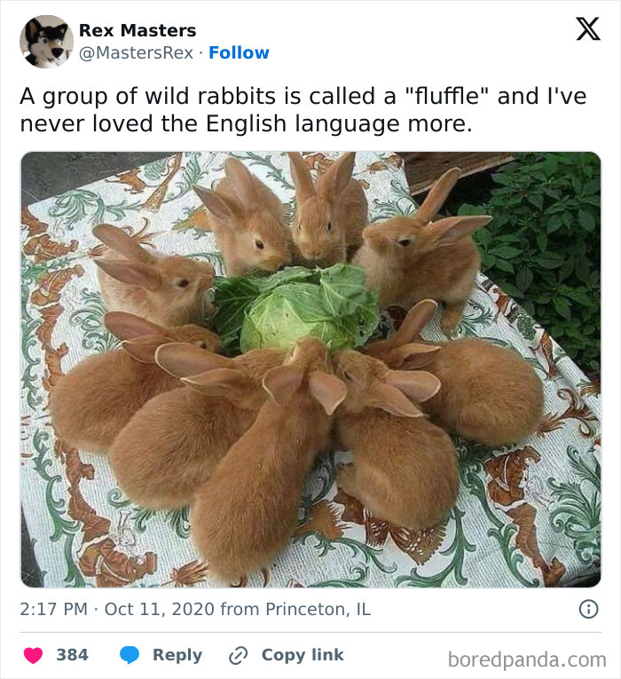 A group of fluffy wild rabbits eating cabbage together, capturing a sweet and wholesome moment to cleanse your feed.