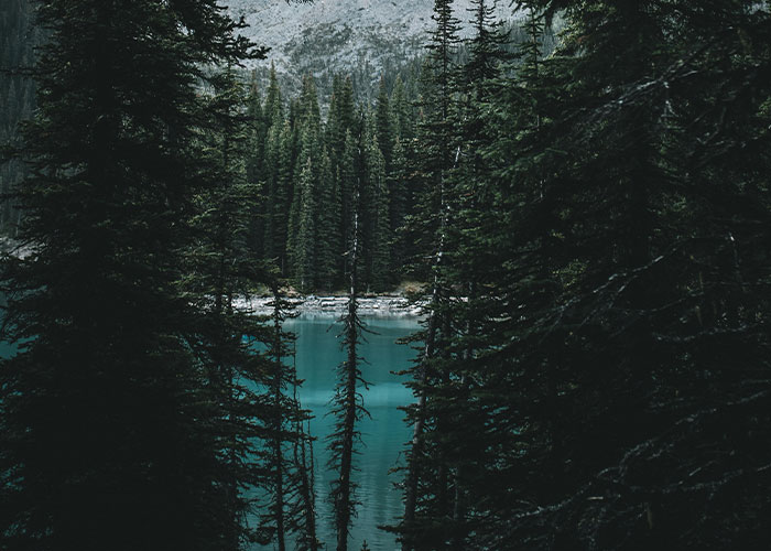 View through dense pine trees revealing a calm turquoise lake in a remote and isolated forested place.