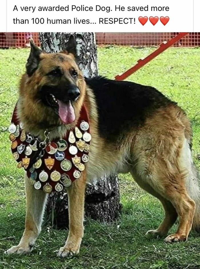 German Shepherd police dog adorned with numerous medals standing outdoors on grass, a notable cute dogs posts image.