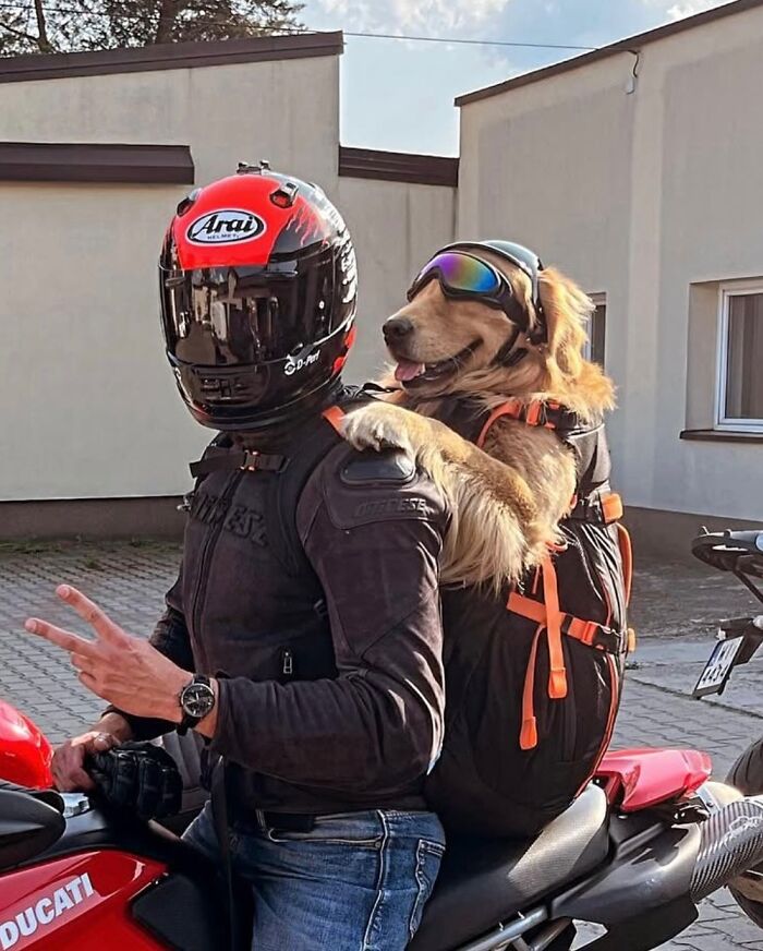 Golden retriever wearing goggles in a backpack riding a motorcycle with its owner, enjoying city adventures.
