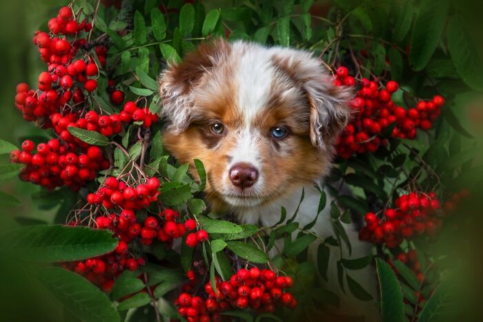 Cute dog with heterochromatic eyes surrounded by red berries and green leaves, one of the best dog photos worldwide.