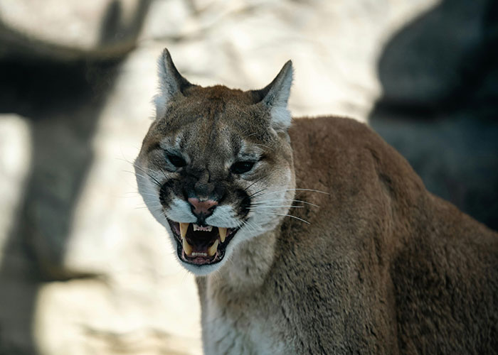 Close-up of a snarling cougar in a remote and isolated place, evoking creepy and mysterious wildlife encounters.