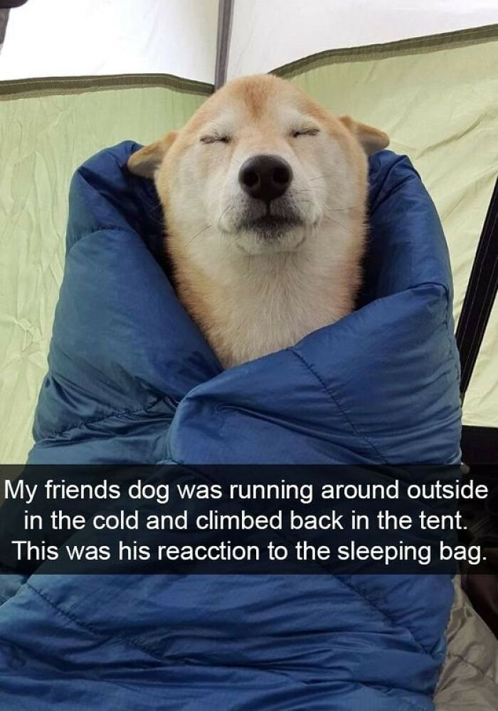 A content dog wrapped in a blue sleeping bag inside a tent, showcasing sweet and wholesome moments to cleanse your feed.