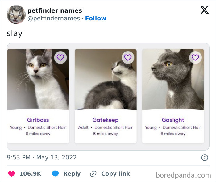 Three cats named Girlboss, Gatekeep, and Gaslight featured on Petfinder with creative animal names for adoption listings.
