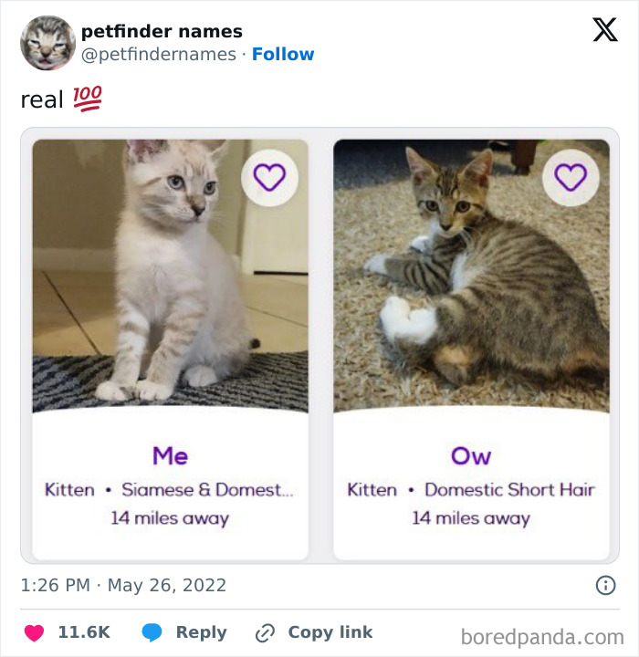 Two kittens named Me and Ow listed on Petfinder with creative animal names, ready for adoption nearby.