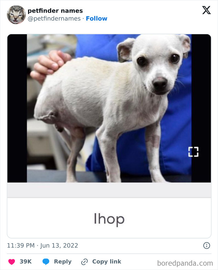 Small white dog named Ihop being held by a person in blue clothing showcasing creative petfinder animal names.