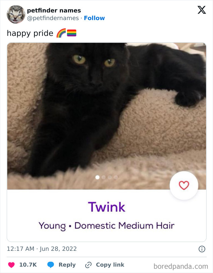 Black domestic medium hair cat named Twink featured in hilarious animal names found on Petfinder post.