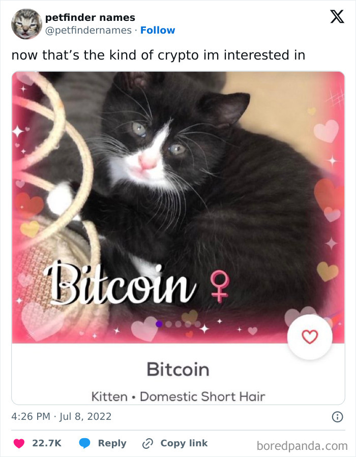 Black and white domestic short hair kitten named Bitcoin shown with playful hearts and creative petfinder animal names.