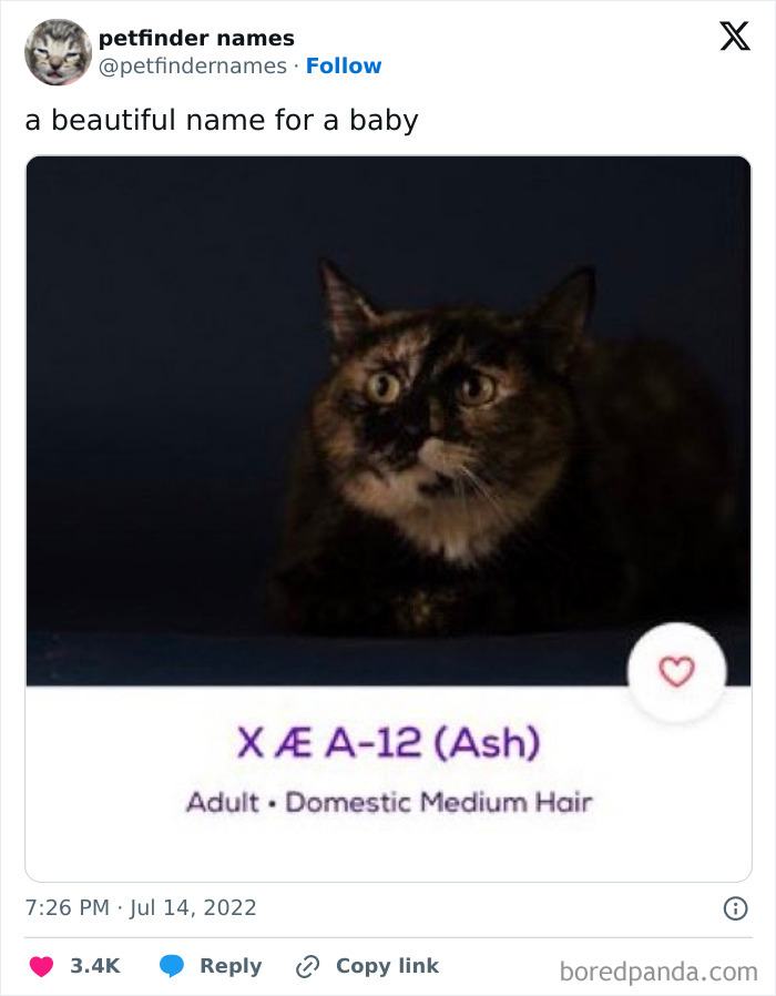 Tortoiseshell cat named X Æ A-12 Ash featured on Petfinder with creative animal names and unique petfinder names.
