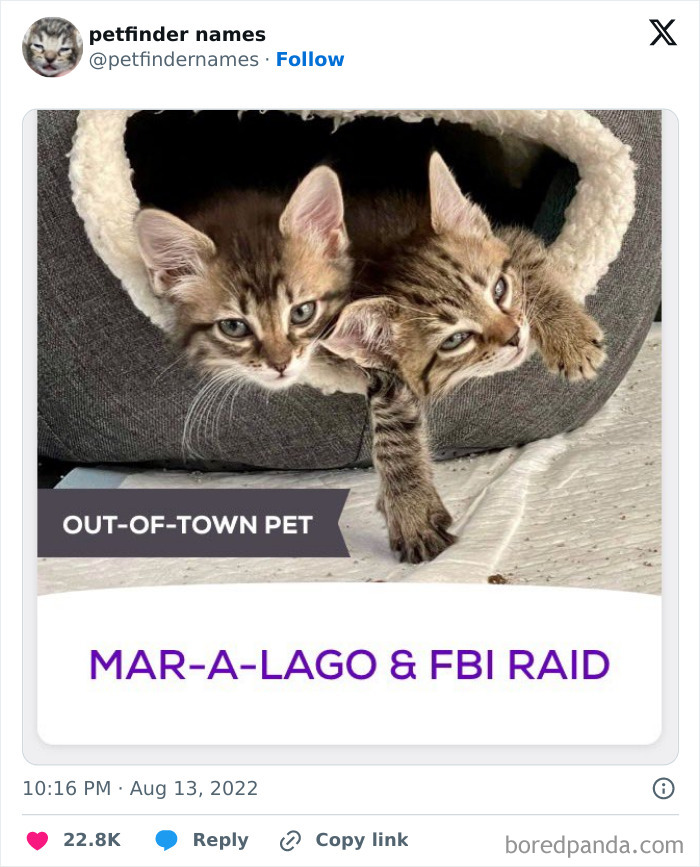 Two tabby kittens lounging in a pet bed showcasing hilarious animal names from Petfinder that highlight creative pet naming.