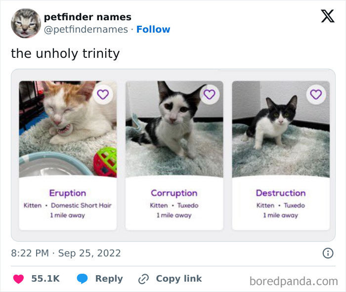 Three kittens named Eruption, Corruption, and Destruction shown on Petfinder with creative animal names for adoption.
