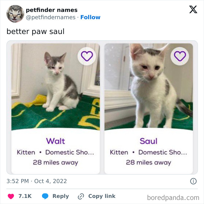 Two kittens named Walt and Saul listed on Petfinder with creative animal names for adoption 28 miles away.