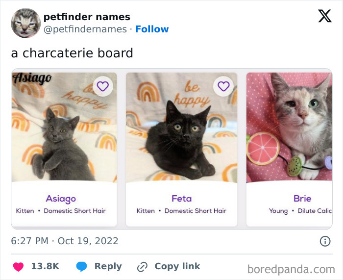 Three kittens named Asiago, Feta, and Brie with creative animal names found on Petfinder.