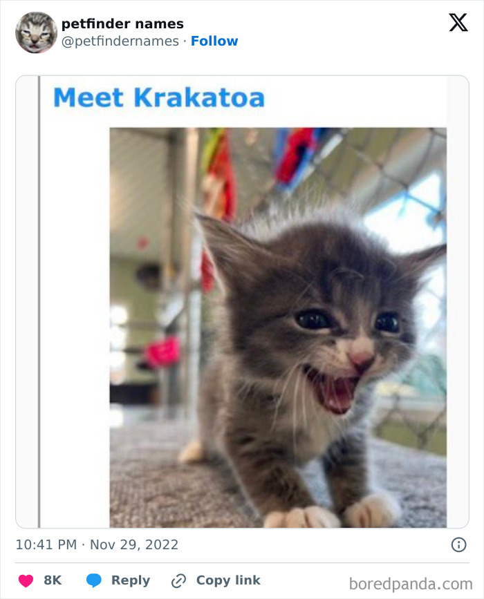 Playful kitten named Krakatoa in a shelter setting, showcasing hilarious animal names found on Petfinder.