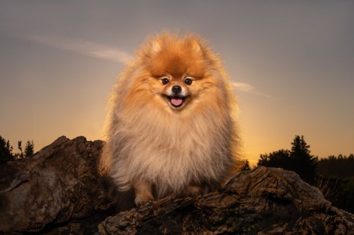 Fluffy Pomeranian dog sitting on rocks at sunset, capturing one of the best dog photos in the world.