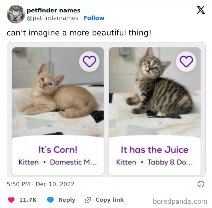 Two adorable kittens named with creative animal names from Petfinder, showcasing unique and hilarious pet names.