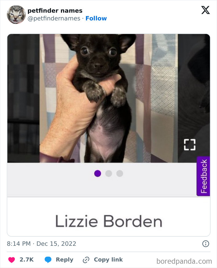 Small black puppy being held up by a hand, example of hilarious animal names found on Petfinder.
