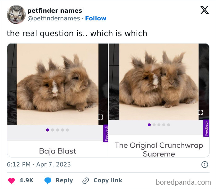 Two fluffy rabbits side by side with creative hilarious animal names from Petfinder shown below each.