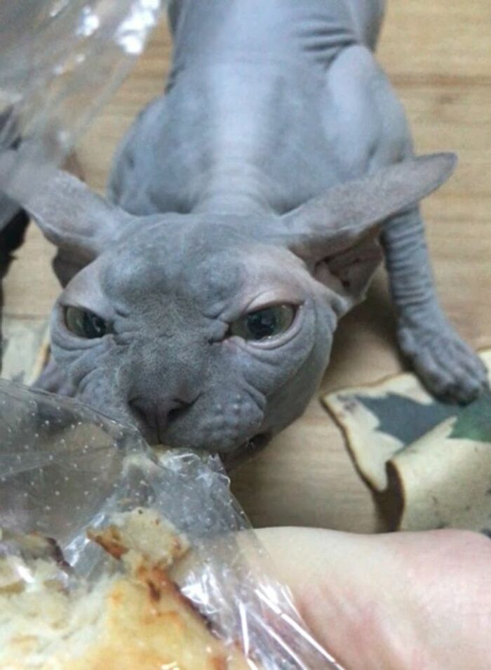 A sneaky hairless cat caught trying to steal food from a plastic-wrapped sandwich on a wooden floor.