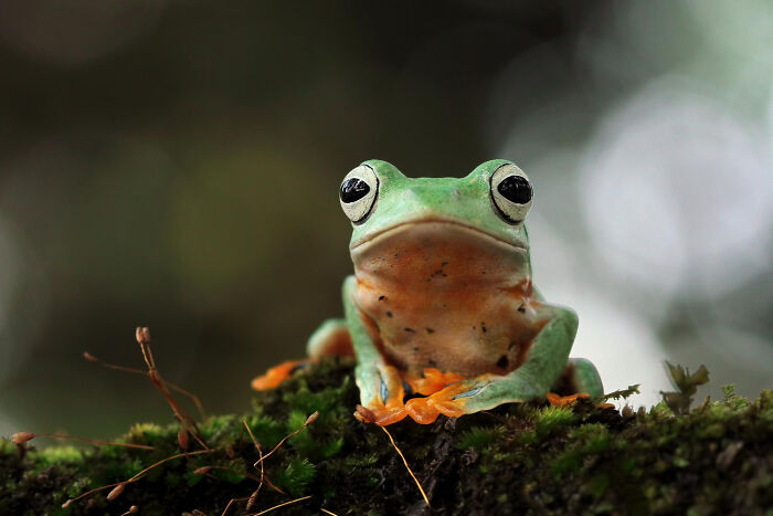 Green frog sitting on mossy ground in a forest, illustrating small tricks that make being a grown-up easier.